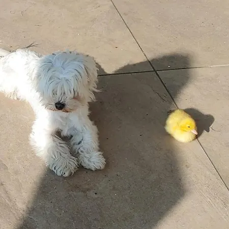 Landhaus Karawankenblick Appartement