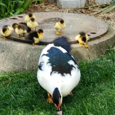 Landhaus Karawankenblick Himmelberg